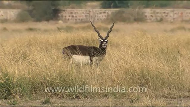 1649.Black Bucks in Tal Chappar Sanctuary, Rajasthan.mov