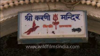 1651.Karni Mata Holy Rat Temple.mov