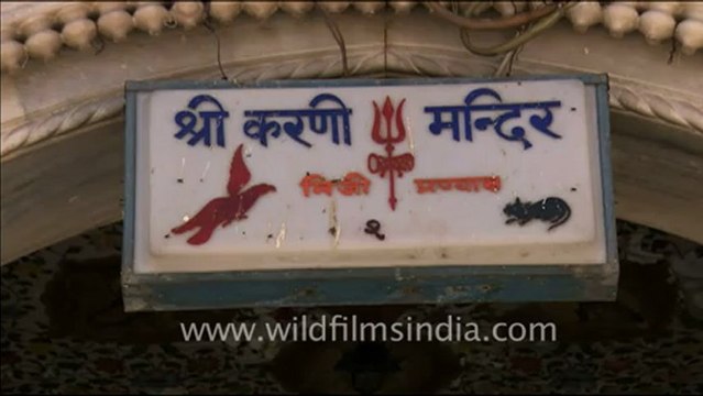 1651.Karni Mata Holy Rat Temple.mov