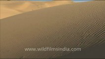 1653.Sam Sand Dunes of Rajasthan.mov