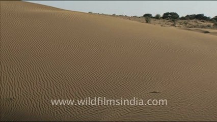 1657.Sand Dunes of Khuri.mov