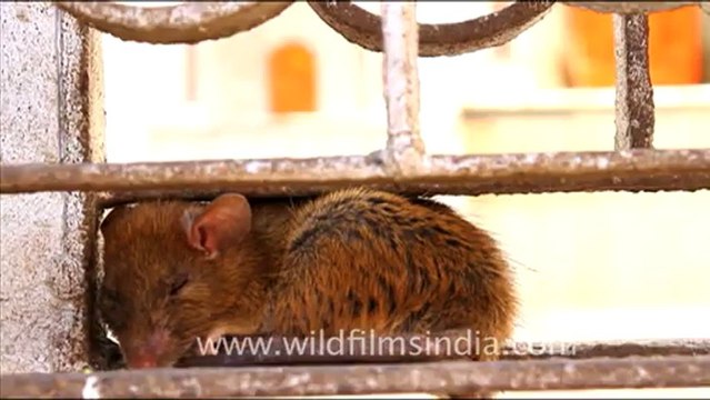 1666.Let sleeping rats lie!.mov