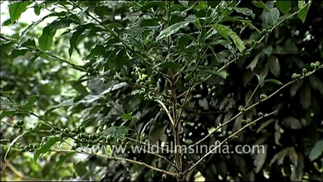 1692.Coffee Bean Plants in Kerela.mov