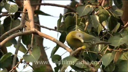 1698.Yellow Footed Green Pigeon.mov