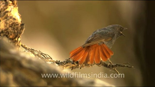 1700.Plumbeous Redstart displaying.mov