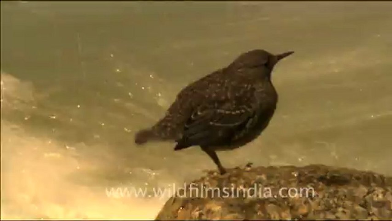 1702.Brown Dipper feeding under water.mov