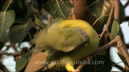 1705.Yellow legged Green Pigeon sitting on tree.mov