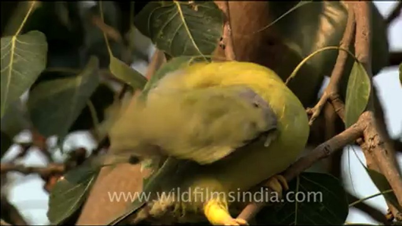 1705.Yellow legged Green Pigeon sitting on tree.mov
