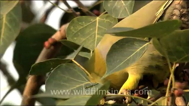 1708.Yellow Legged Green Pifeon sitting on Peeepal Tree.mov