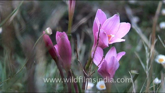 1709.Crocus lilies in Mussoorie.mov
