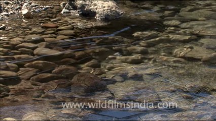 1741.Ice cracking at Gaumukh.mov