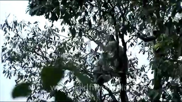 1747.Langurs in the oaks of Landour.mov