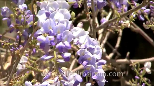 1755.Wisteria Creeper.mov