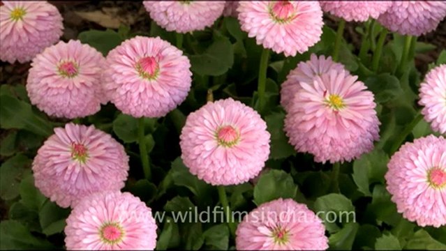 1759.Double daisy flowers in Landour.mov