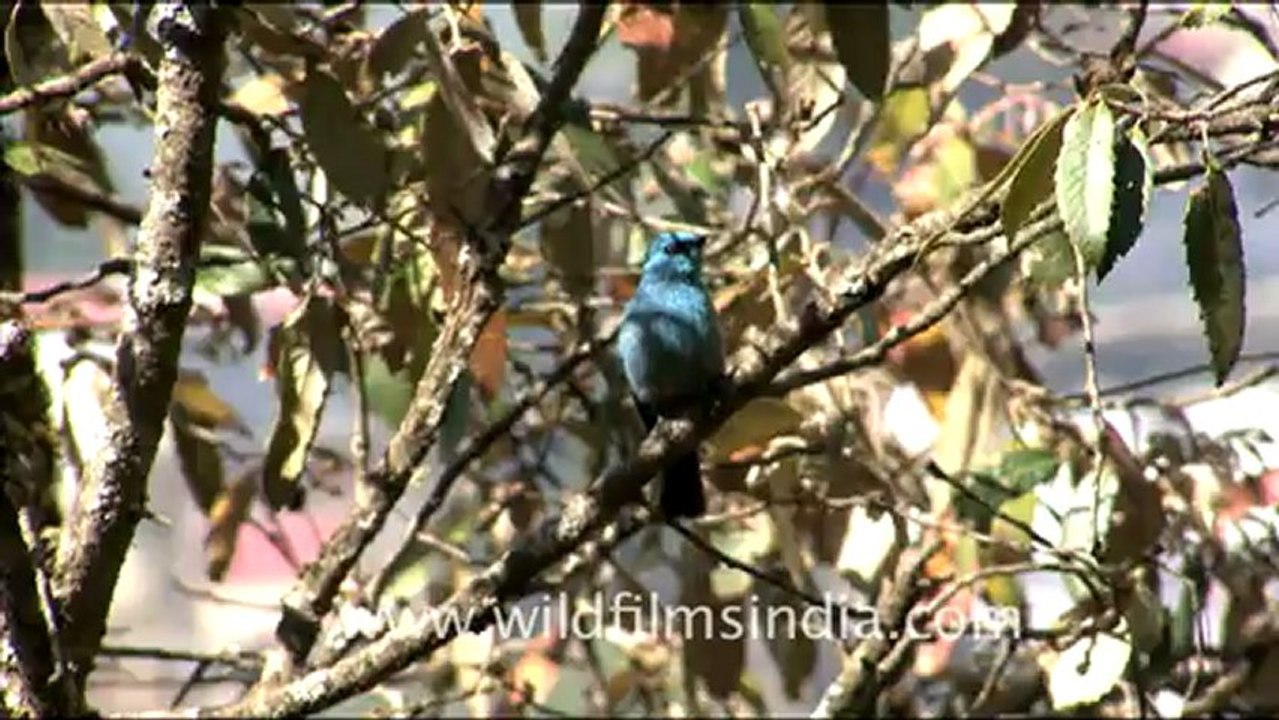 1764.Verditer Flycatcher in Landour.mov