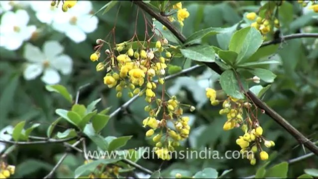1775.Briar rose creeper in Landour.mov