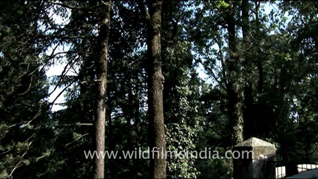 1779.Himalayan Barbet nest hole.mov