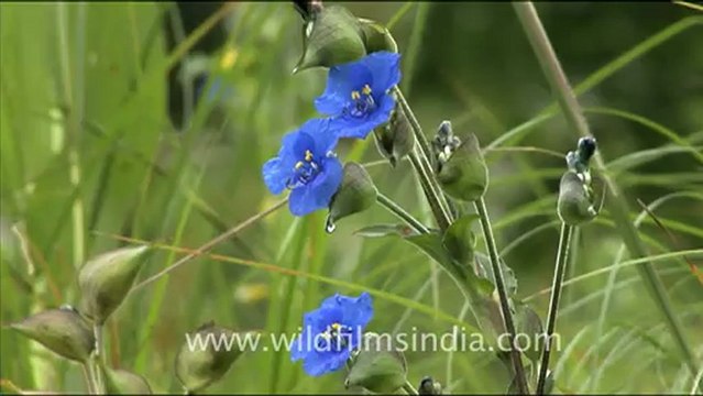 1780.Flowers in Landour.mov