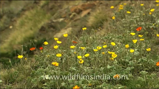 1784.Potentillas and Anemones in a Himalayan meadow.mov