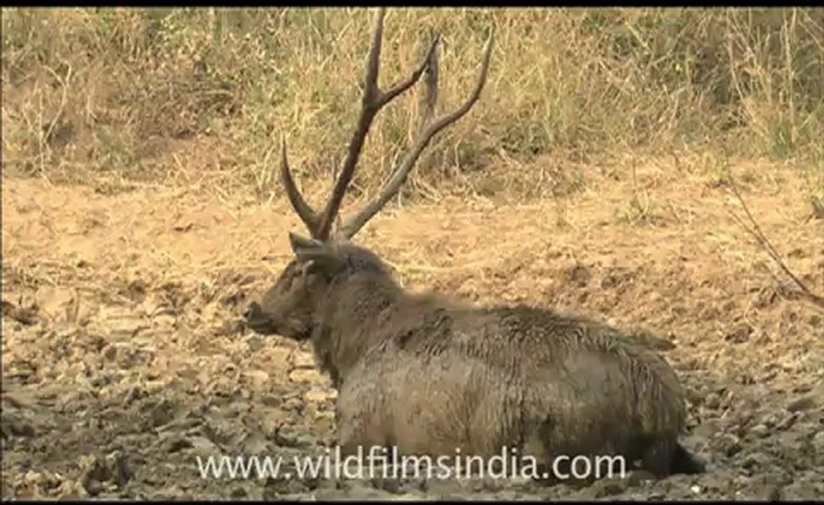 1922.Sambhar deer bathing in wet mud!.mov