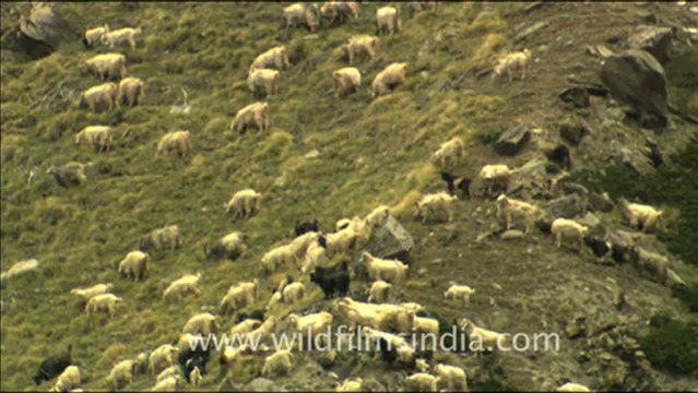 1789.Sheep in high altitude Garhwal.mov