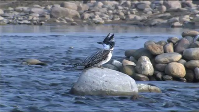 1803.Himalayan Pied Kingfisher in Corbett National Park.mov