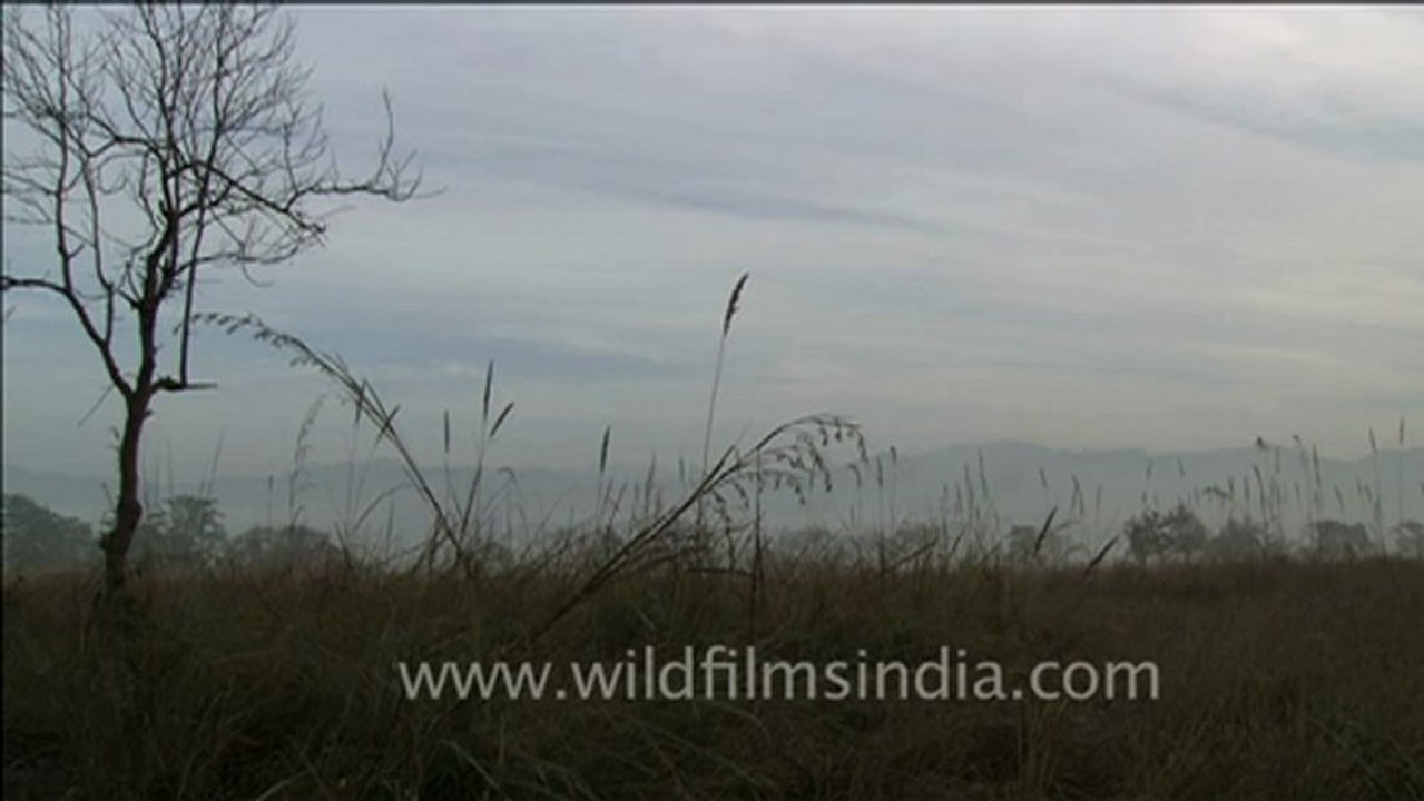 1804.Chaur grassland in Corbett National Park.mov