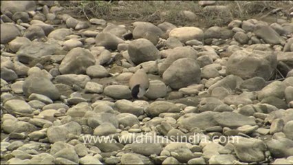 1805.Spurwing Lapwing in Jim Corbett National Park,Uttrakhand.mov