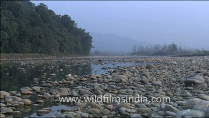 1813.Ramganga river and Plover searching for food in Kosi River.mov