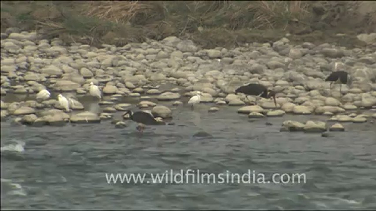 1814.Black Ibis feeding, Jim Corbett National Park.mov