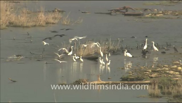 1817.Water birds on the Ramganga - Egrets and cormorants.mov