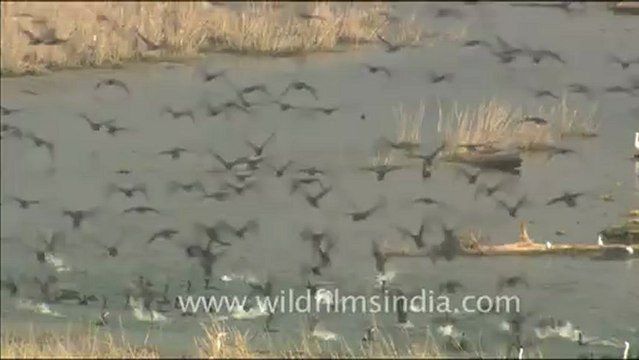 1818.Cormorants in a gaggle, Corbett National Park, Uttarakhand.mov