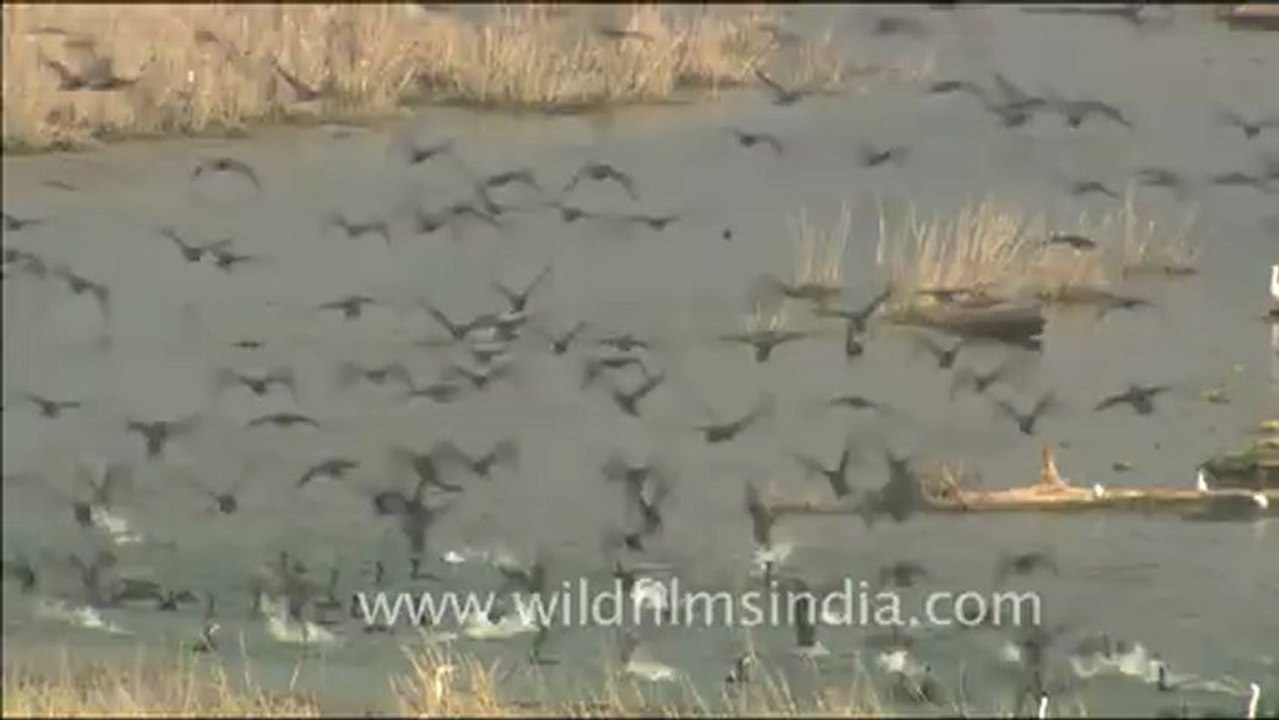 1818.Cormorants in a gaggle, Corbett National Park, Uttarakhand.mov