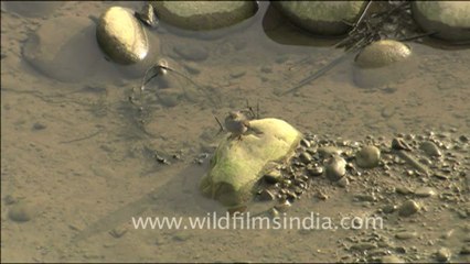 1819.Plumbeous Redstart, Corbett National Park.mov