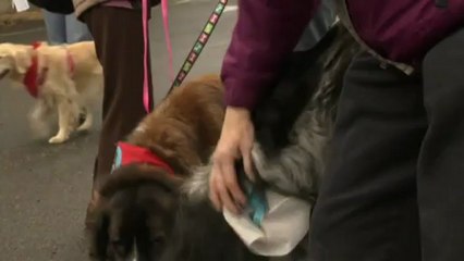 Therapy dogs help traumatised children in Newtown