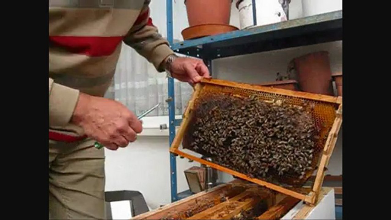 19-aralık-2012 balkondaki koloni kontrolü