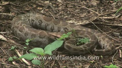 1873.Python swallows rat whole!.mov