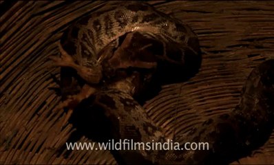 1876.Snake eating chicken!.mov