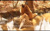 1889.Tiger at Ranthambhore National Park.mov