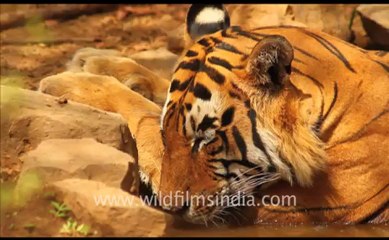 1893.Tiger's haunches in Ranthambore National Park.mov