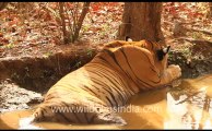 1895.Tiger cooling off in Ranthambore National Park.mov