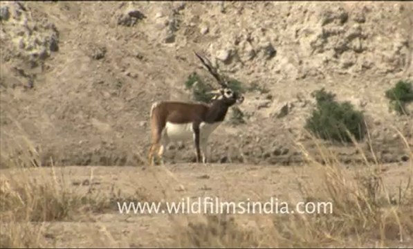 1906.Majestic blackbuck in Tal Chappar, Rajasthan.mov