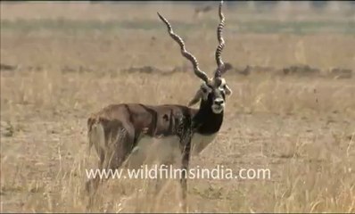 1909.Blackbuck in Tal Chappar Sanctuary.mov