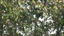 1912.Female Hoolock Gibbon swinging from branches.mov