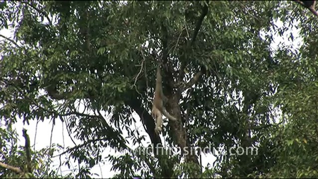 1914.Hoolock Gibbons.mov