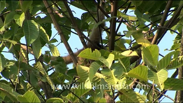 1925.Hoolock Gibbons of the north-east of India.mov