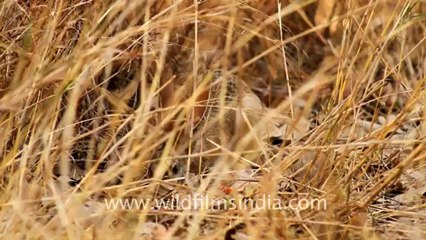 1930.Black-naped Hare, Ranthambhore.mov