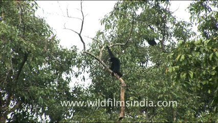 1931.Eastern Hoolock Gibbons.mov