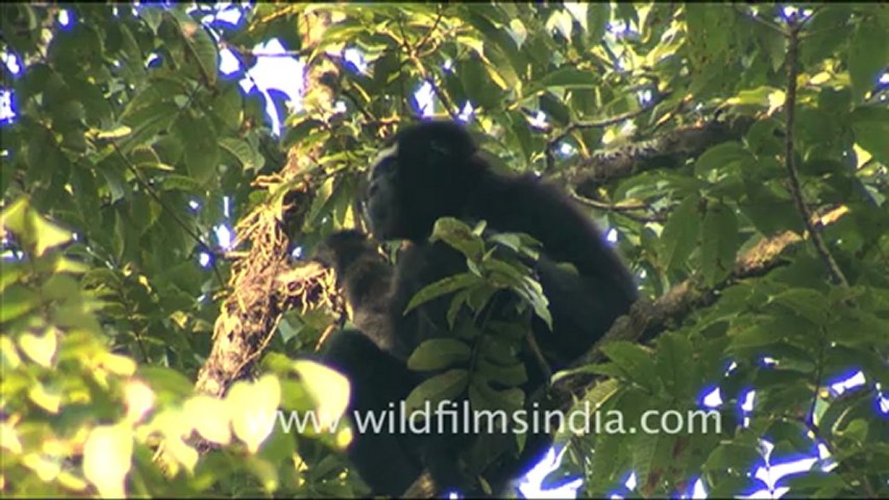 1932.Male Hoolock Gibbon in Arunachal Pradesh.mov