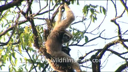 1933.Hoolock Gibbon in Arunachal Pradesh.mov